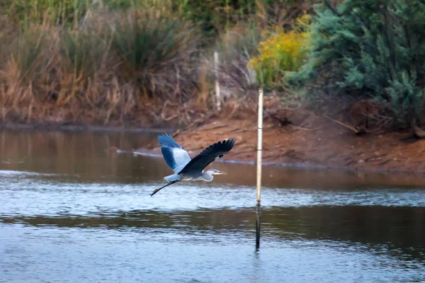 Garza gris en vuelo —  Fotos de Stock