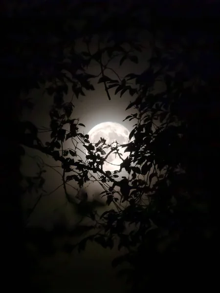 보름달과 백라이트 단풍 — 스톡 사진