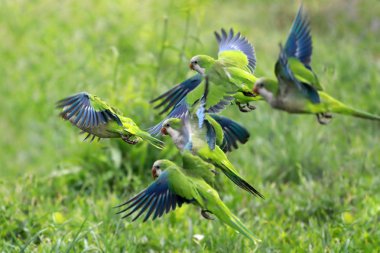 Flock of parrots in flight clipart