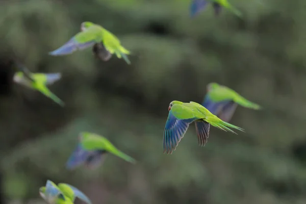 Manada de loros en vuelo —  Fotos de Stock