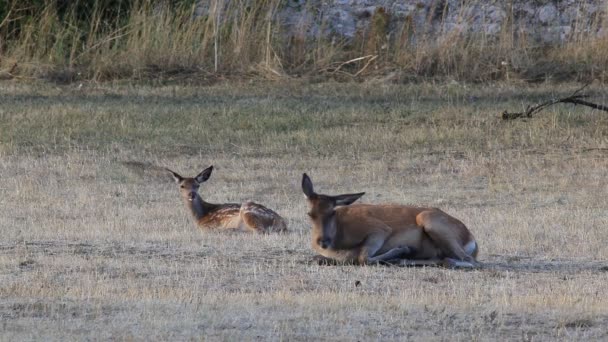 Een Kleine Wilde Fauve Rust Uitgestrekt Prairie Samen Met Zijn — Stockvideo