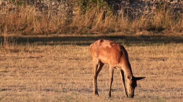 Spécimen Adulte Cerf Femelle Broutant Herbe Dans Prairie Dans Une — Video