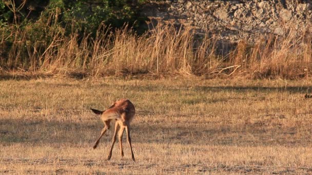小さな野生の雌犬は 屋外の田園地帯で 草原の孤独を歩きます 野生の鹿 — ストック動画