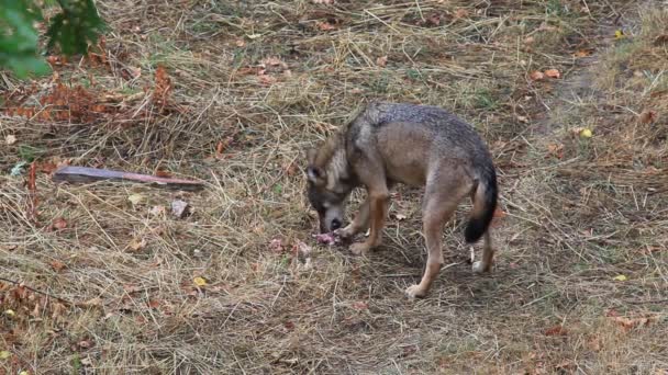 Lupo Portato All Aperto Nella Natura Mentre Mangia Carne Una — Video Stock