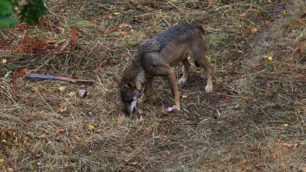 Вовк Прийнято Відкритому Повітрі Природі Під Час Їжі Яса Здобиччю — стокове відео