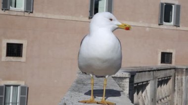 Martı şehrin duvardaki ön planda görünür