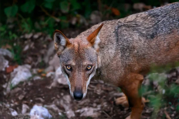 Wolf portret op de voorgrond. — Stockfoto