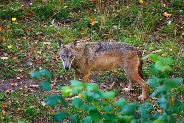 Porträt des Wolfes im Wald. — Stockfoto