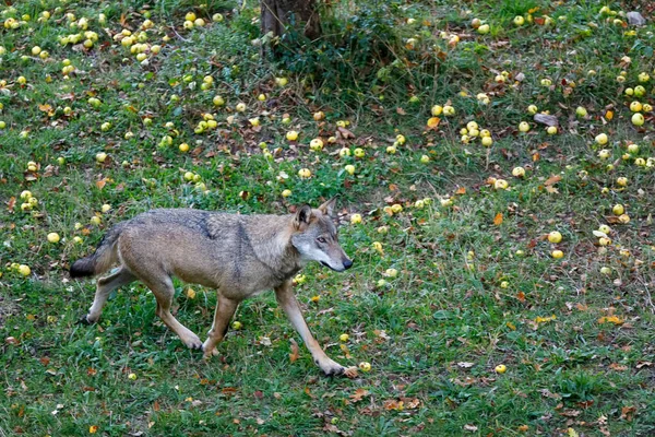Eenzame wolf in het bos. Wolf loopt in de buurt van een wilde appelboom. — Stockfoto