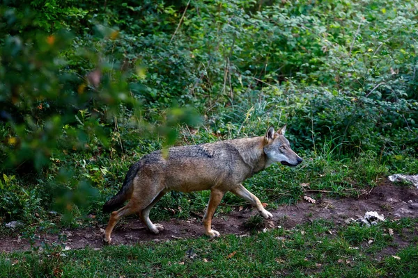 Μοναχικός λύκος στο δάσος. Αρσενικό δείγμα του κυρίαρχου λύκου άλφα — Φωτογραφία Αρχείου