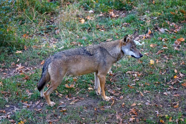 Samotny wilk w lesie. Męski okaz dominującego wilka alfa — Zdjęcie stockowe