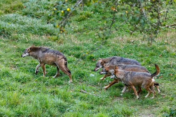 Grupo de lobos na floresta . — Fotografia de Stock