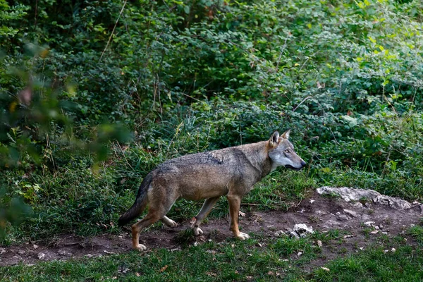 Osamělý vlk v lese. Mužský exemplář dominantního vlka alfa — Stock fotografie