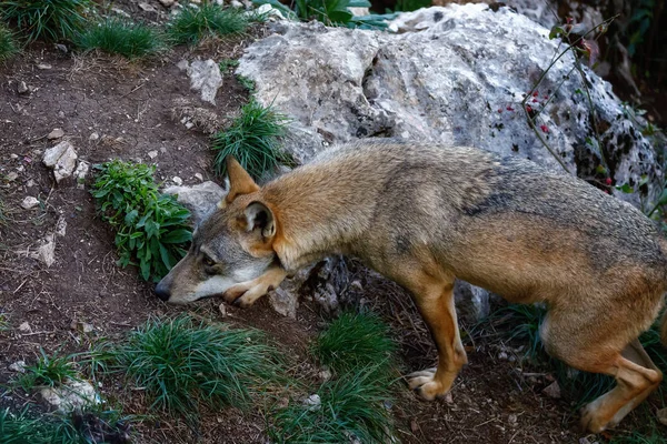 Eenzame wolf in het bos — Stockfoto