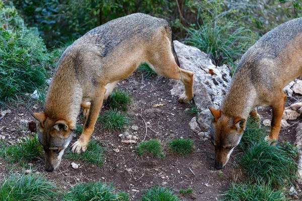 Twee volwassen wolven in een wild leven scene — Stockfoto