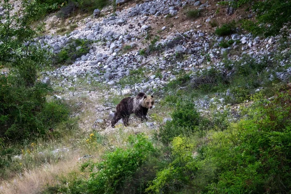 Marsican ayısı, tipik orta İtalya 'nın korunan bir türüdür. Bir dişi ayı, İtalya 'nın Abruzzo bölgesindeki doğal yaşam alanındaki bitki örtüsü arasında hareket eder..