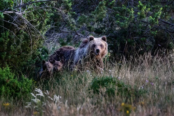 Marsican Bear Typical Species Central Italy Mother Bear Her Cubs — стоковое фото