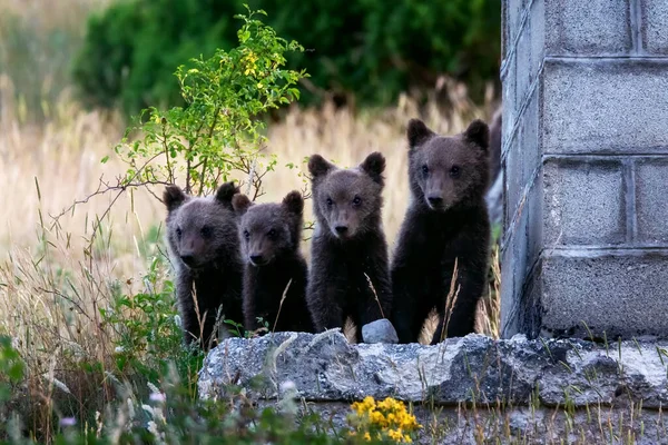 Марсиканские Медвежата Охраняемый Вид Типичный Центральной Италии Животные Дикой Природе — стоковое фото