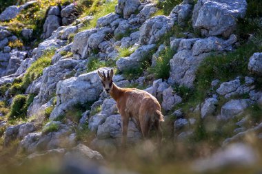 Vahşi keçi yavrusu dağ bitkilerinin arasındaki kayalara tırmanıyor. Vahşi doğada vahşi bir hayvan.
