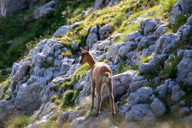 Vahşi keçi yavrusu dağ bitkilerinin arasındaki kayalara tırmanıyor. Vahşi doğada vahşi bir hayvan.