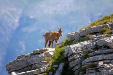 Vahşi buğday bir dağın tepesindeki kayalara tırmanır. Doğadaki vahşi hayvan..