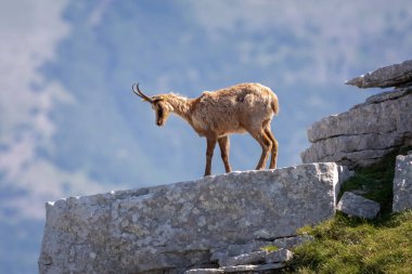 Vahşi buğday bir dağın tepesindeki kayalara tırmanır. Doğadaki vahşi hayvan..