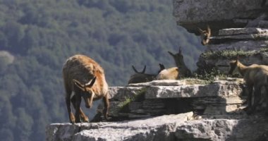 Yavrusu olan Chamois ailesi. Zirvenin tepesindeki kayalıklarda vahşi buğular. Vahşi doğada vahşi bir hayvan.