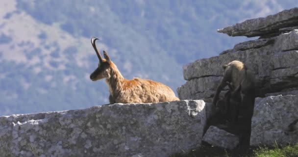 Chamois Sauvage Avec Petit Cette Année Sur Les Rochers Sommet — Video