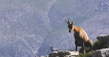 Vahşi papağanlar dağın tepesindeki kayaların arasına işiyor. Doğadaki vahşi hayvan..