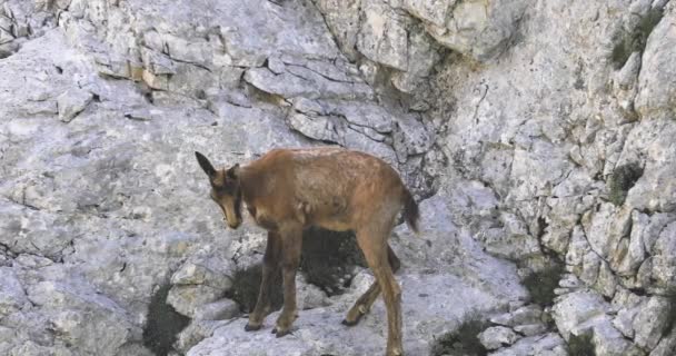 Vahşi Keçi Güveci Iki Yaşındaki Yavru Dağın Kayalıklarında Tek Başına — Stok video
