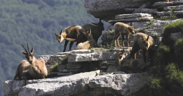 Gämsenfamilie Mit Nachwuchs Wilde Gämsen Auf Den Felsen Ganz Oben — Stockvideo