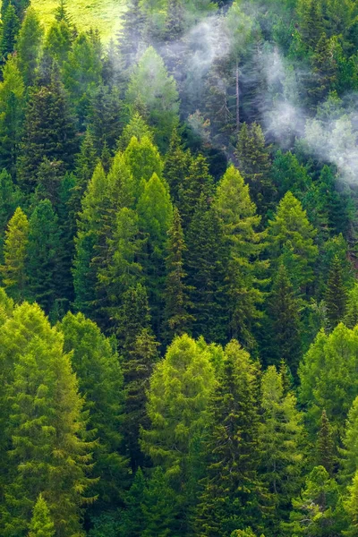 Tät Skog Vilda Tallar Bildar Vacker Grön Naturlig Bakgrund — Stockfoto