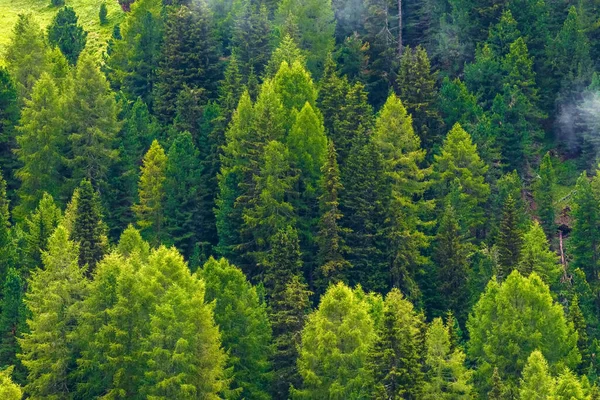 Bosque Denso Pinos Silvestres Forman Hermoso Fondo Natural Verde — Foto de Stock