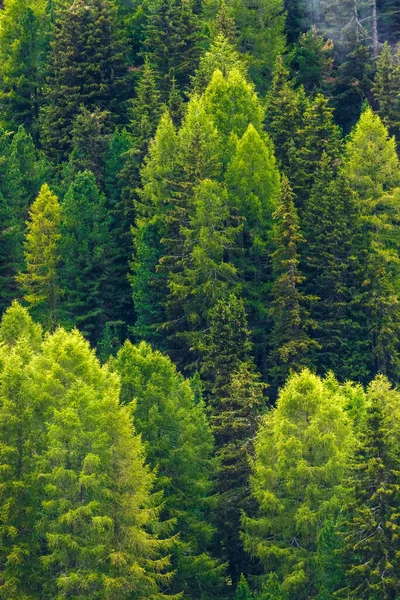 Tät Skog Vilda Tallar Bildar Vacker Grön Naturlig Bakgrund — Stockfoto