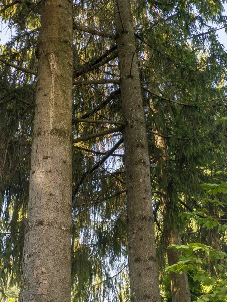 Ormanın ortasında bir sürü ağacı olan uzun bir ağaç..