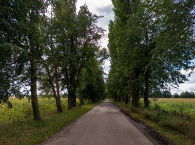 Tarlanın ortasında ağaçlarla kaplı toprak bir yol..