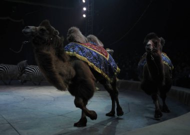 İtalyan sirk program ile yeni tur sezon sirk Kiev 