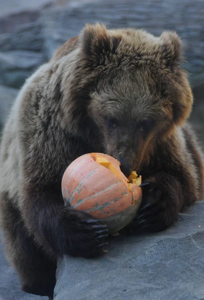 Bear Eats Pumpkin Lamp Jack Symbol Halloween Aviary Zoo Kiev — Stock Photo, Image