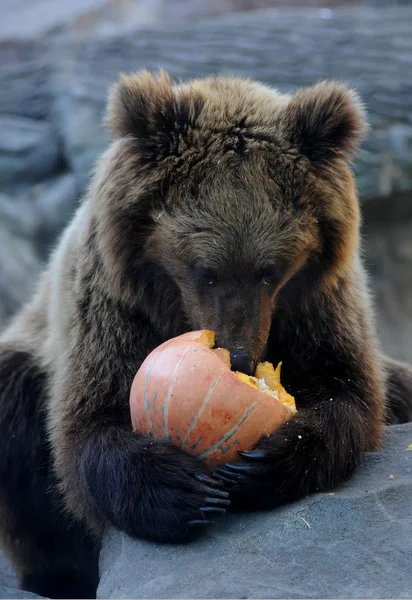 Bear Eats Pumpkin Lamp Jack Symbol Halloween Aviary Zoo Kiev — Stock Photo, Image