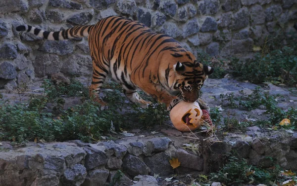 Tök Jack Lámpa Halloween Jelképe Tigris Zárt Állatkertben Kijev Október — Stock Fotó