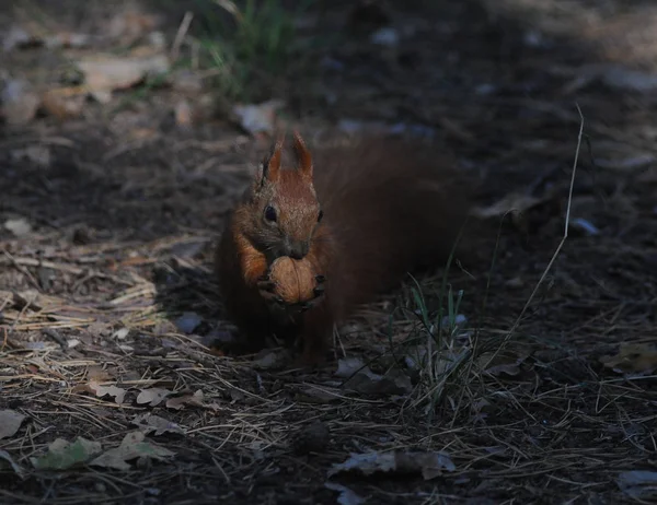 Eichhörnchen Mit Einer Mutter — Stockfoto