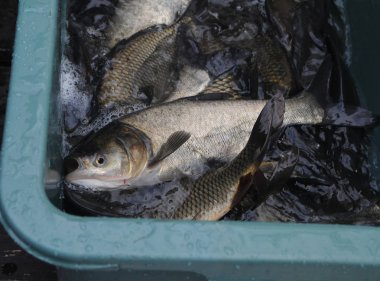 Kiev, Dnieper su çevrenin 17 Kasım 2018 çorap