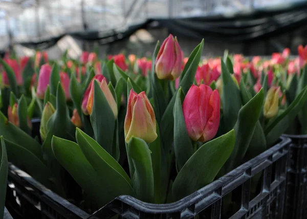 Tulips in the greenhouse hothouse of a public utility company for the maintenance of green spaces in Kiev, March 2, 2018