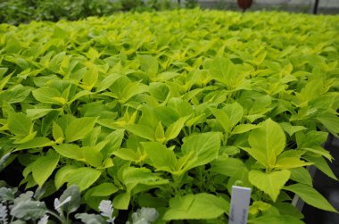 Sera ve Pechersky Kp Szn Kiev, Perşembe, 19 Mart 2015 tarım sera fabrikaları