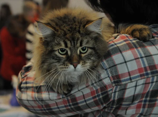 Maine Coon cat at the exhibition of cats in Kiev 03/04/2017
