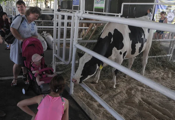 Gente Cerca Del Corral Con Vacas Durante Xxxi Exposición Agroindustrial — Foto de Stock