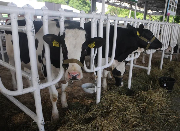 Vacas Durante Xxxi Exposición Agrícola Internacional Agro 2019 Kiev Junio — Foto de Stock