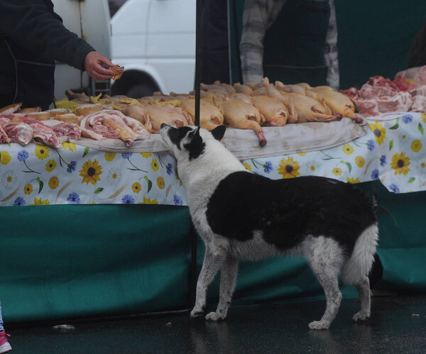 The seller gives the dog a piece of meat during a food fair in Kiev, April 8, 2017