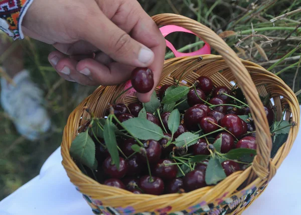 Sweet cherry in a wicker basket, in Kiev, July 6, 2019