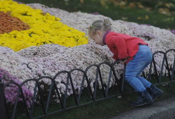 Girl Sniffs Flowers Flower Constellation Chrysanthemum Festival Singing Field Kiev Stock Image